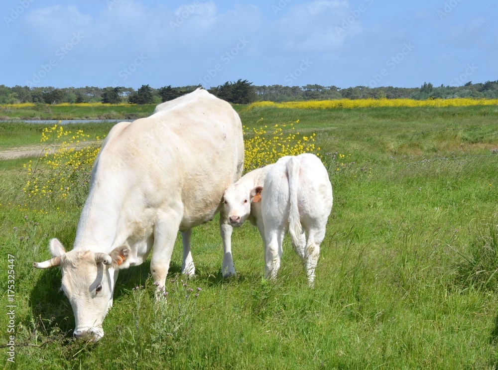 Vache et veau de race charolaise (Charolais Cow), marais, île de Noirmoutier, Vendée, France Vache et veau de race charolaise (Charolais Cow), marais, île de Noirmoutier, Vendée, France