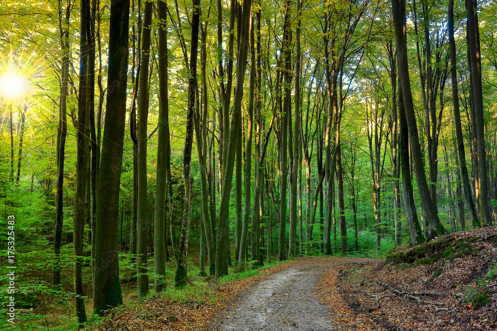 Obraz premium poranek w rezerwacie buków