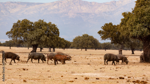 Iberian pigs grazing among the oaks © Gelpi