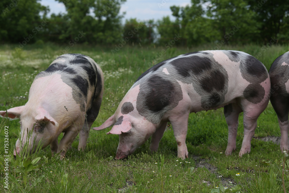 Pigs are together on summer pasture Pigs are together on summer pasture