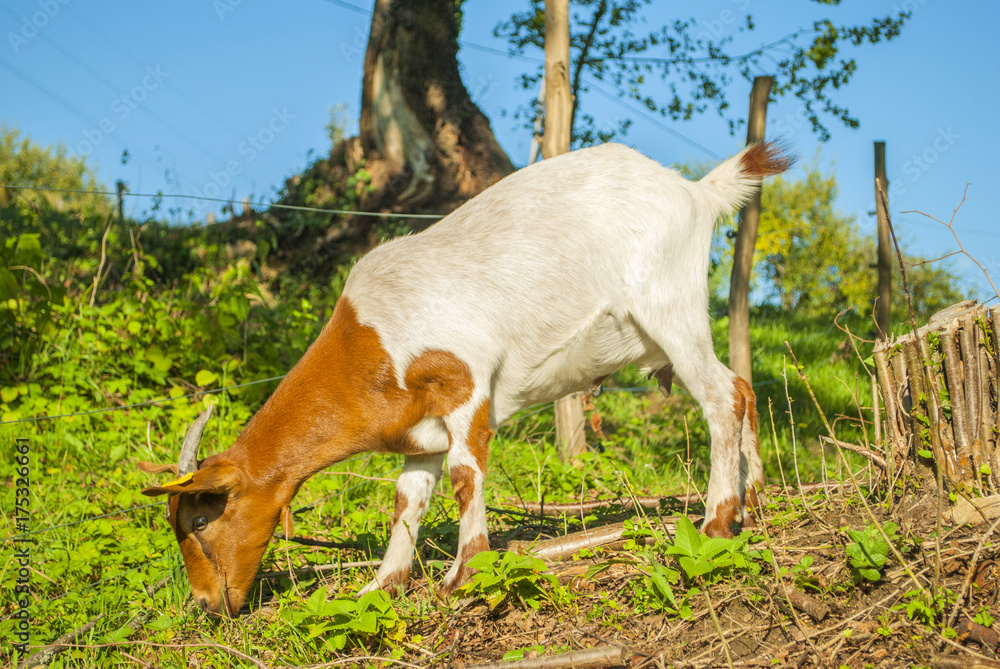 brown and white female goat grazing green grass brown and white female goat grazing green grass