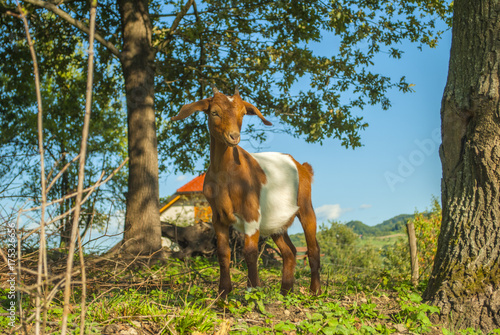 young white and brown goat standing on meadow
