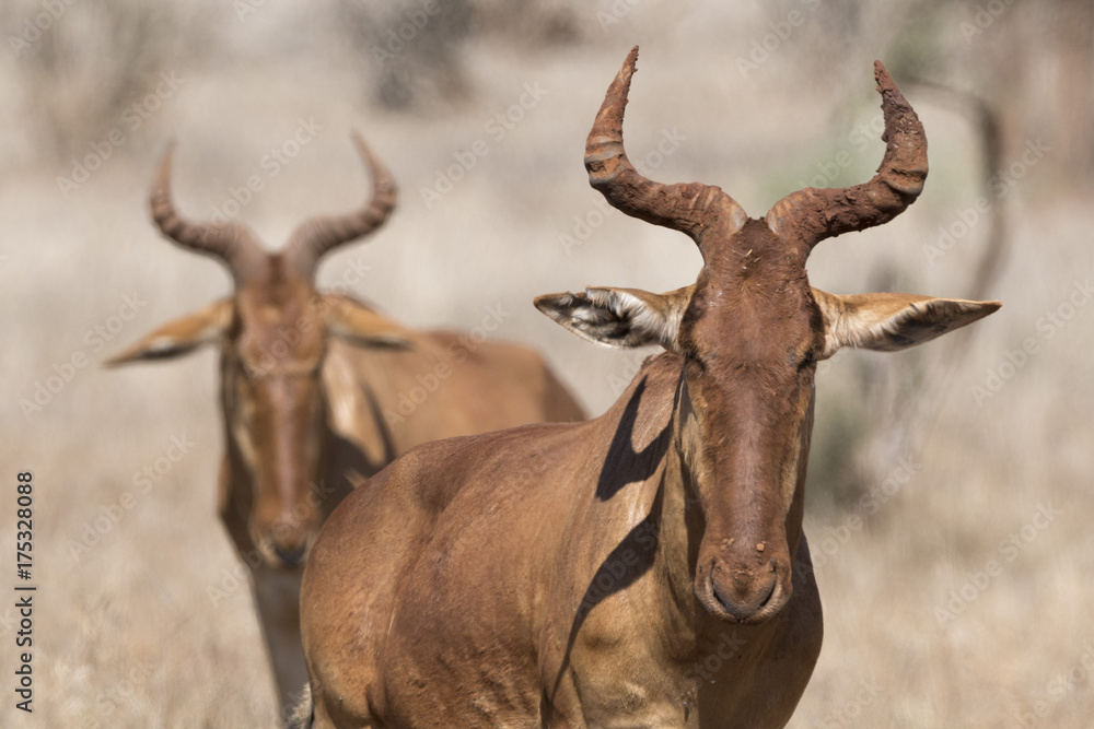 Portrait of an hartebeest (Alcelaphus buselaphus) looking at the camera, Tsavo, Kenya Portrait of an hartebeest (Alcelaphus buselaphus) looking at the camera, Tsavo, Kenya