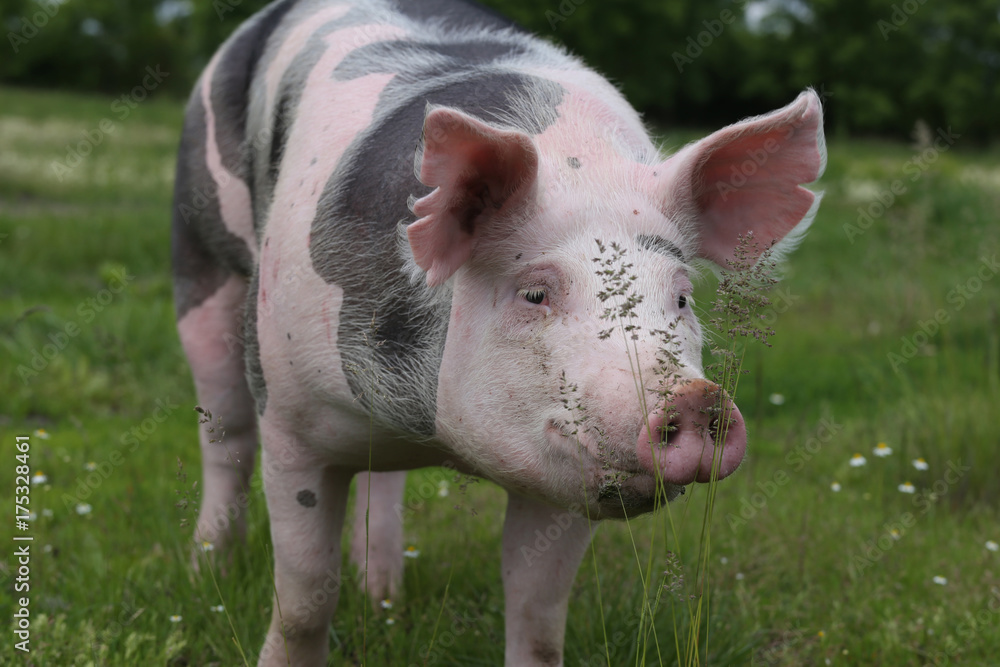 Head shot closeup of a young pietrain pig on the meadow Head shot closeup of a young pietrain pig on the meadow