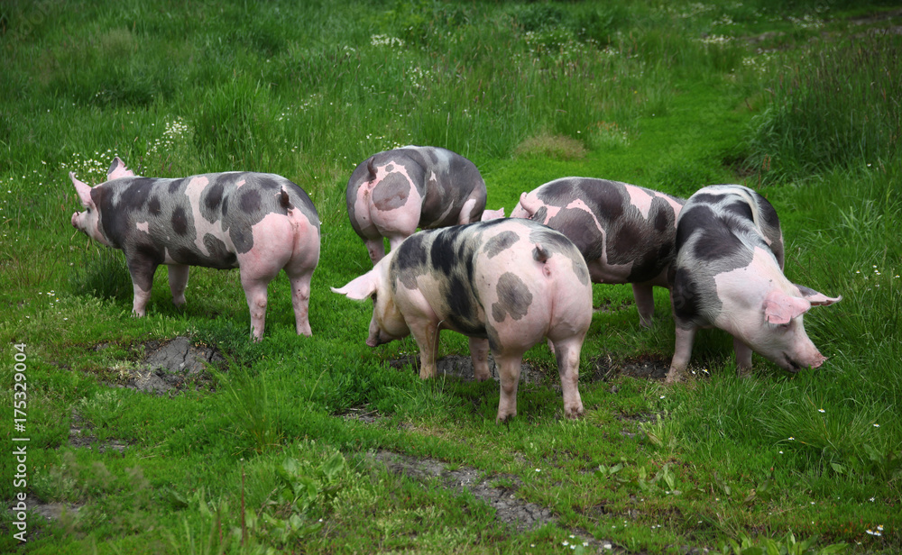 Group photo of young pigs on green grass near the farm Group photo of young pigs on green grass near the farm