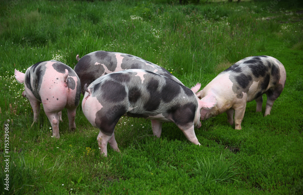Spotted pietrian breed pigs grazing at animal farm on pasture Spotted pietrian breed pigs grazing at animal farm on pasture