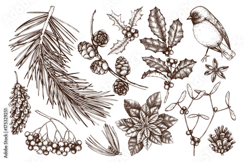Vector collection of hand drawn christmas decor elements with bird. Vintage winter plants sketch set. Conifers, berries, flowers, cones, seeds illustration. Outlines. Holiday design.