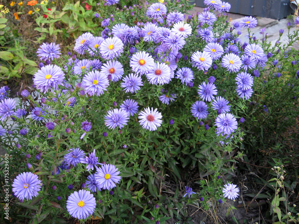 Violet Asters blooming in the garden