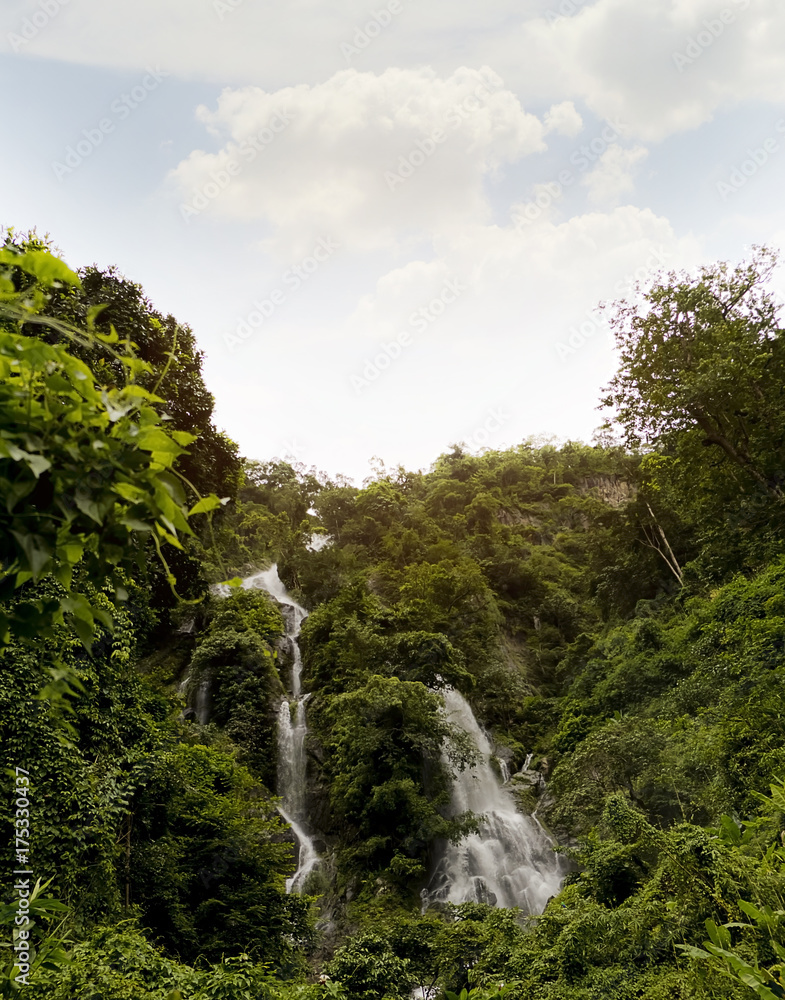 forest and waterfall forest and waterfall