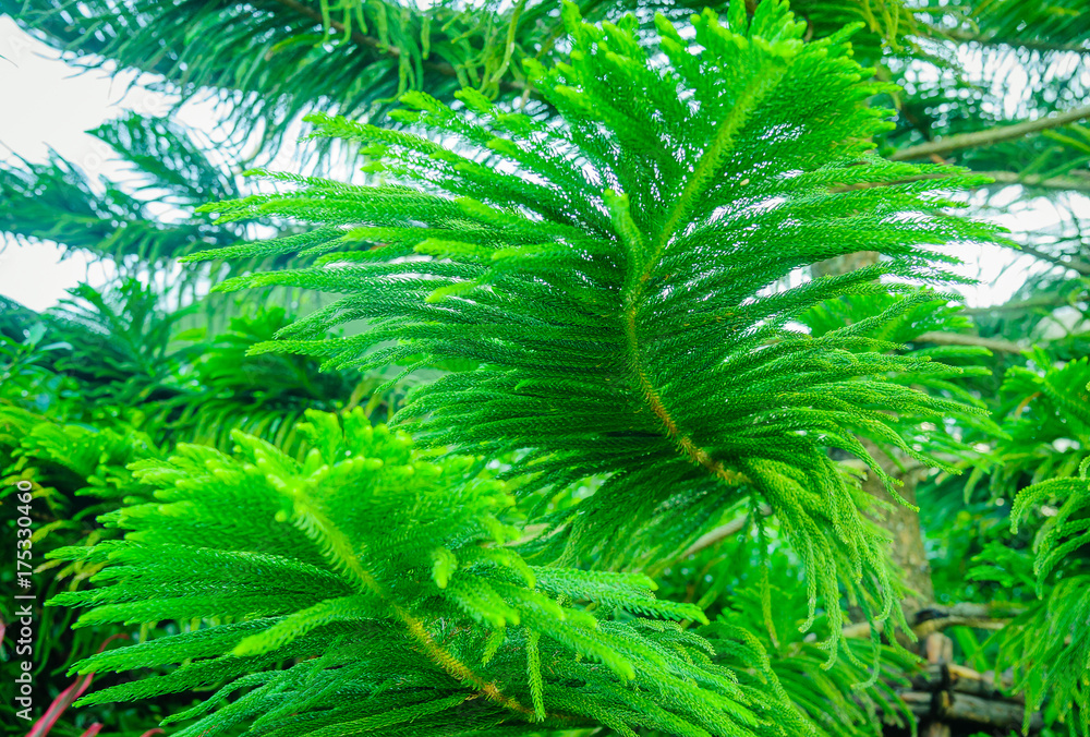 Pine branch for background Pine branch for background