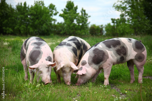 Pietrain breed pigs graze on fresh green grass on meadow
