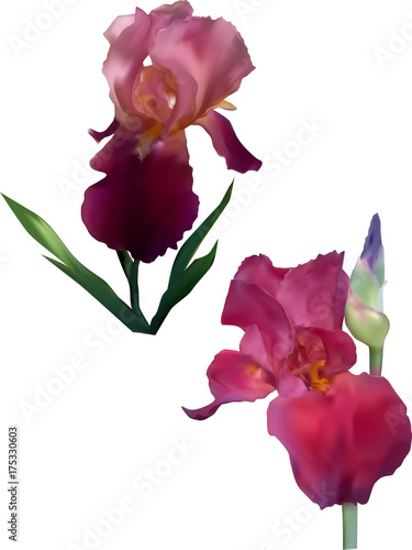 Fototapeta Naklejka Na Ścianę i Meble -  two purple iris flowers isolated on white