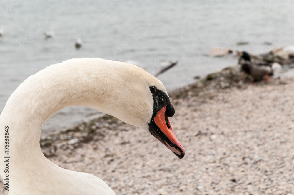 Fototapeta premium Cigno sul lago, fuoco selettivo