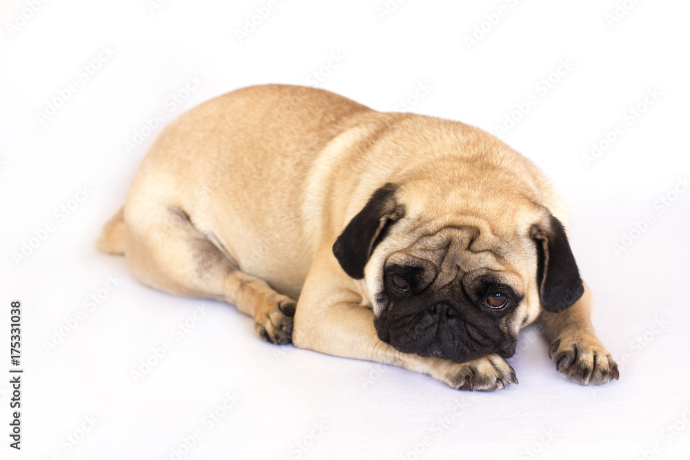 A lying pug dog looking sad. Isolated.