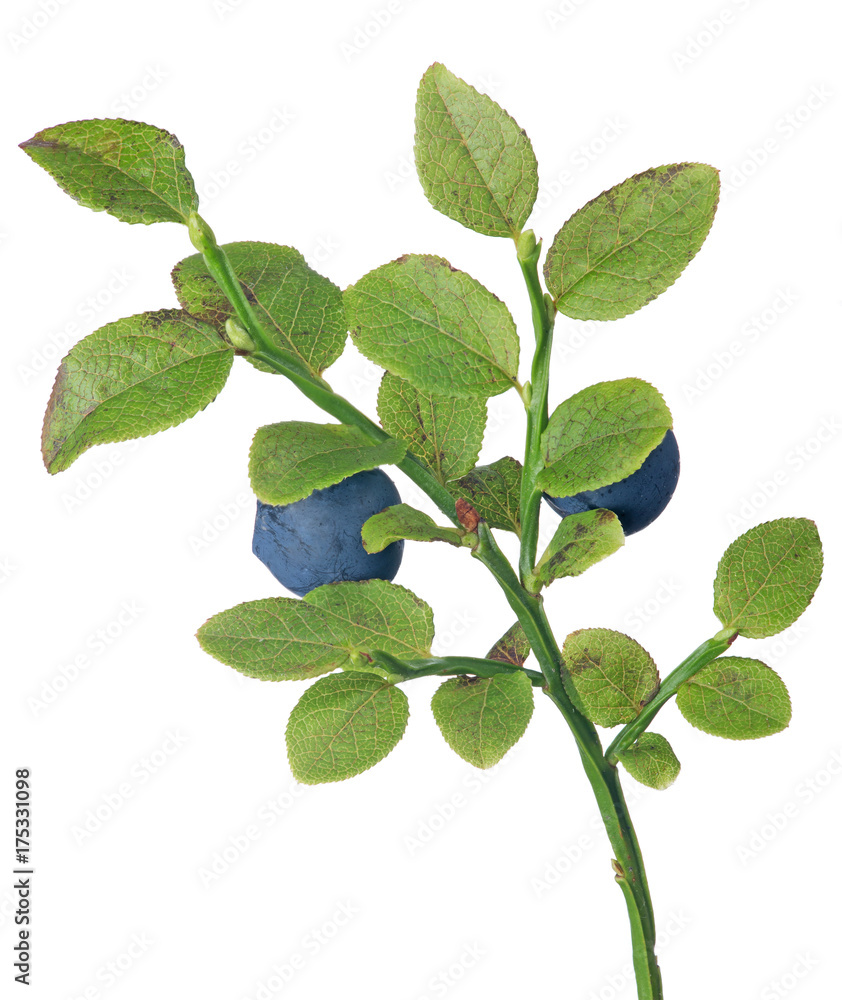 blueberry two dark berries small branch blueberry two dark berries small branch