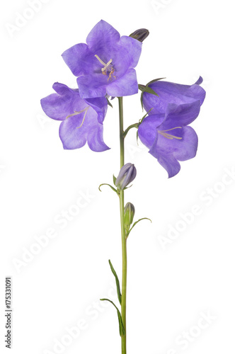 four bellflower violet blooms on long stem
