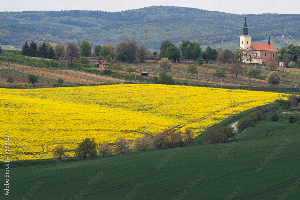 A village with a church in the South Moravian Region. Yellow rapeseed field with green field and trees, Czech Republic.