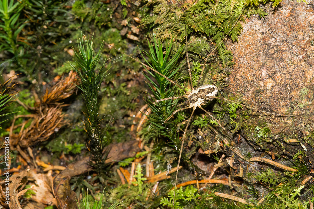 little spider little spider
