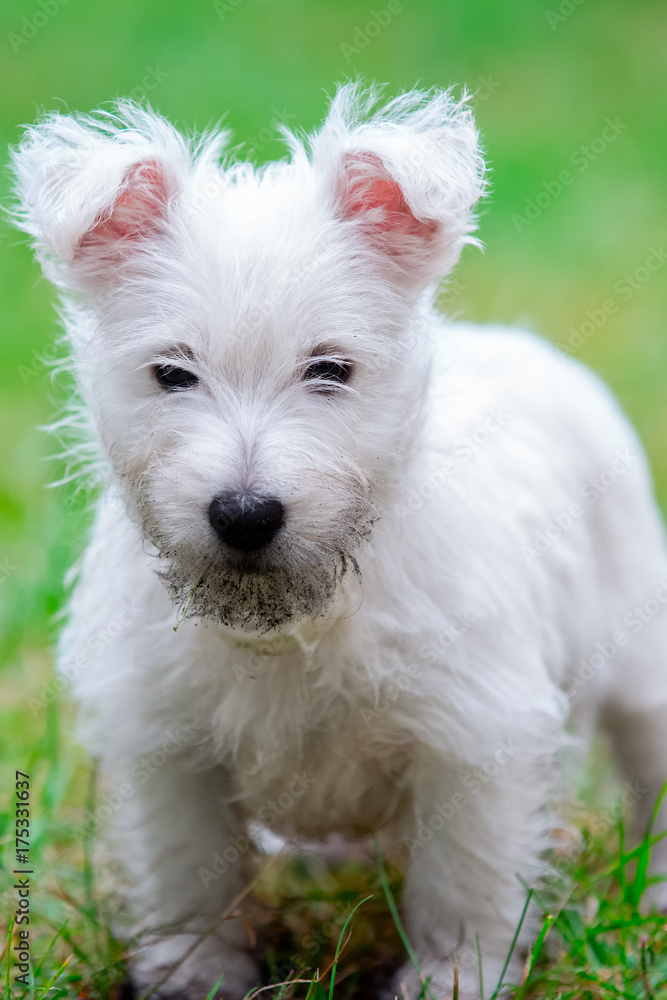 West highland terrier adult cheap