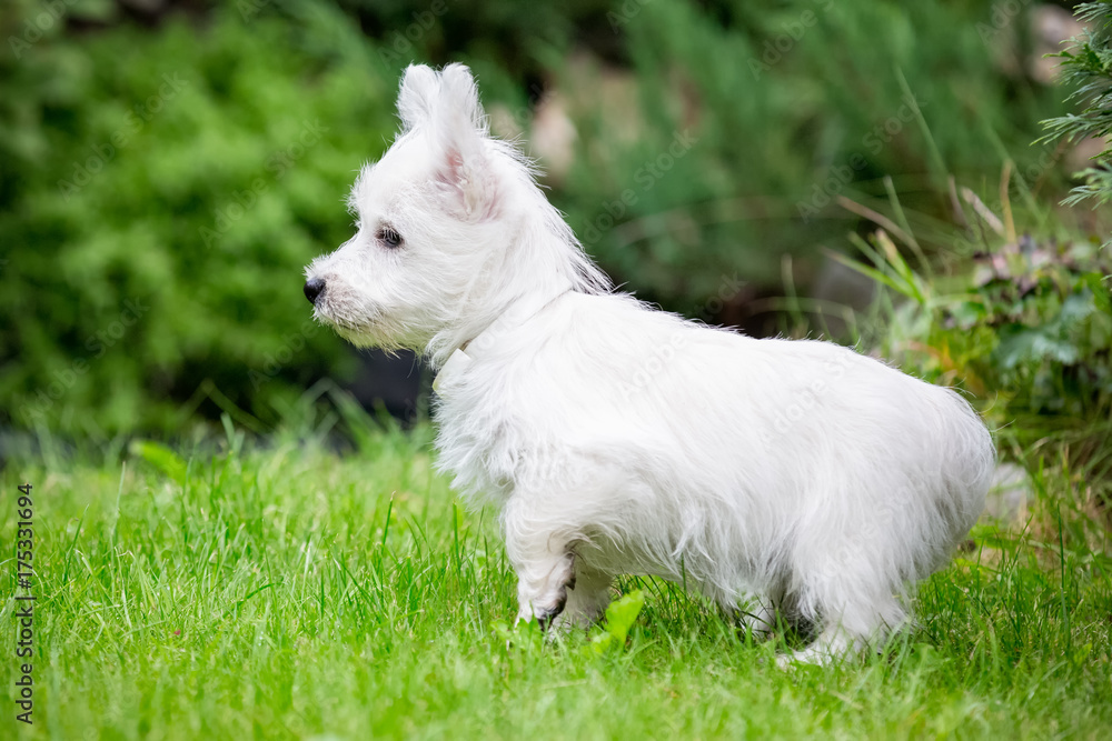 Purebred adult West Highland White Terrier dog on grass in the garden on a sunny day. Purebred adult West Highland White Terrier dog on grass in the garden on a sunny day.