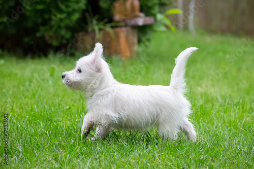 Purebred adult West Highland White Terrier dog on grass in the garden on a sunny day.
