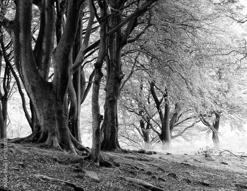monochrome image of misty beech woodland with large ancient trees
