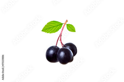 Чёрная ягода на белом фоне