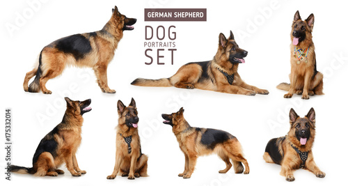 Set of Portraits of Fluffy German Shepherd Dog. The symbol of 2018 year by Chinese traditional horoscope photo