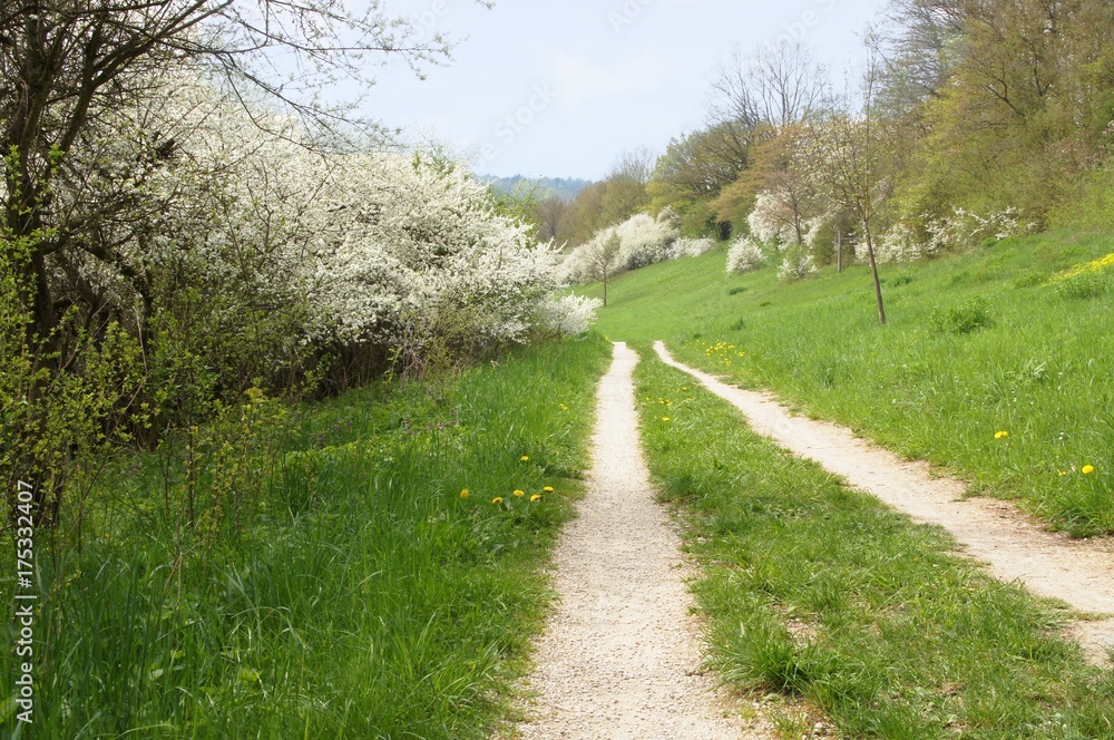 Weg im Frühling