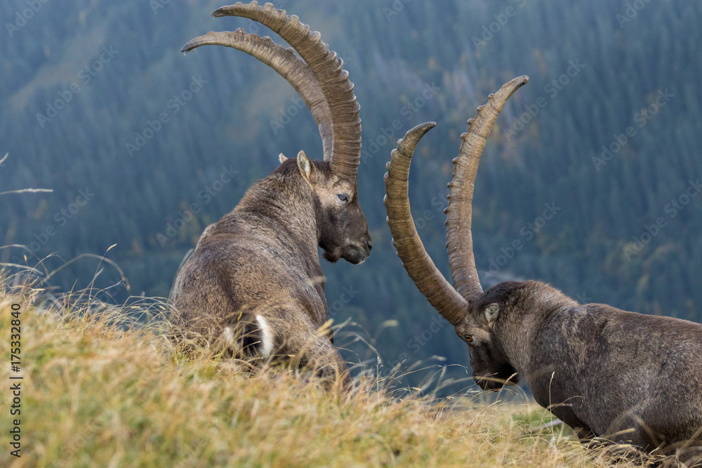 Zwei kapitale Alpensteinböcke am Brienzergrat, Schweiz Zwei kapitale Alpensteinböcke am Brienzergrat, Schweiz