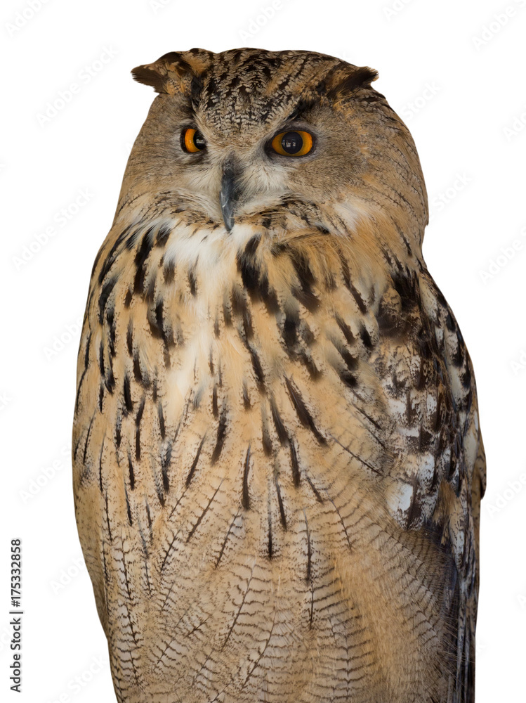 Fototapeta premium big brown eagle-owl on white