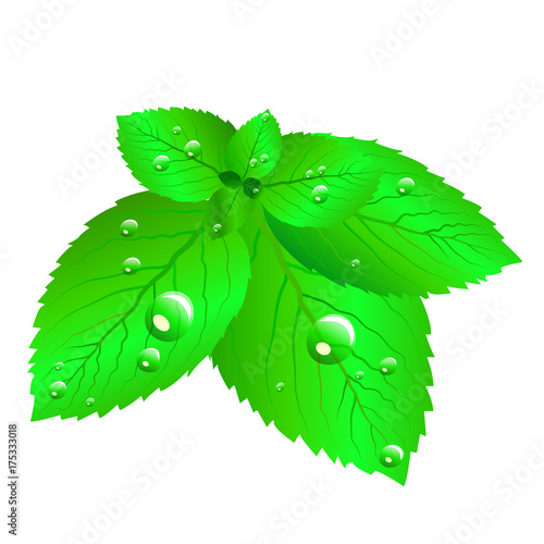 Fresh green mint leaves isolated on white background.