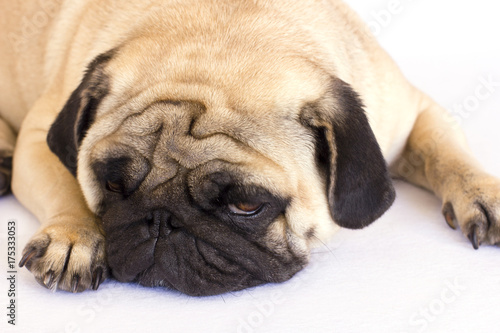 A lying pug dog looking sad. Isolated. © Anna