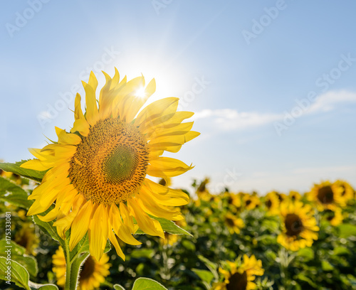 Fototapeta Naklejka Na Ścianę i Meble -  sunflowers field on cloudy blue sky with the sun.