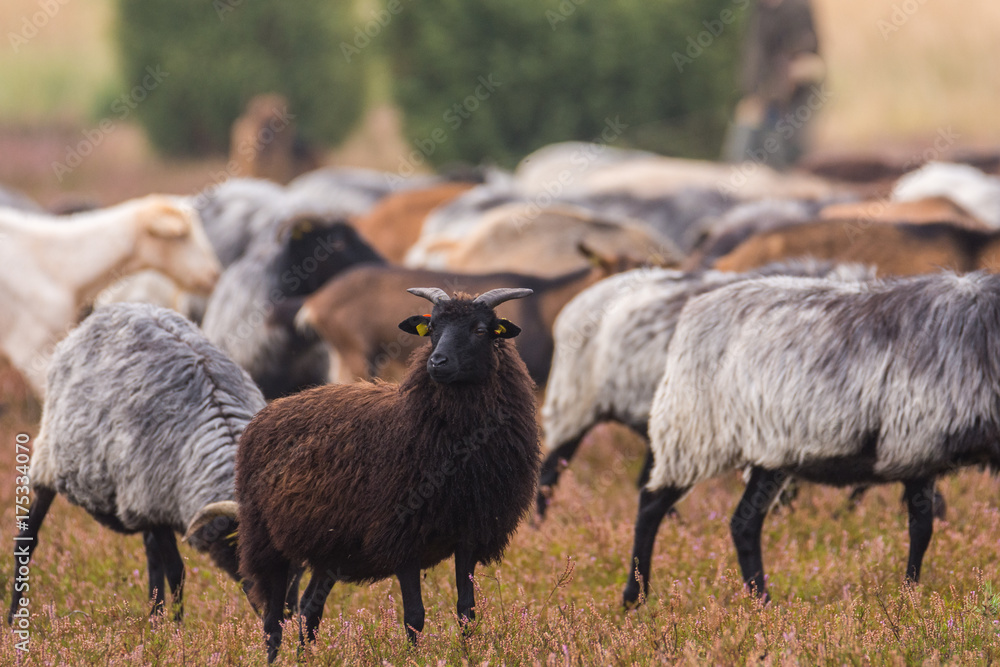 moorland sheep herd in the luneburg heather moorland sheep herd in the luneburg heather