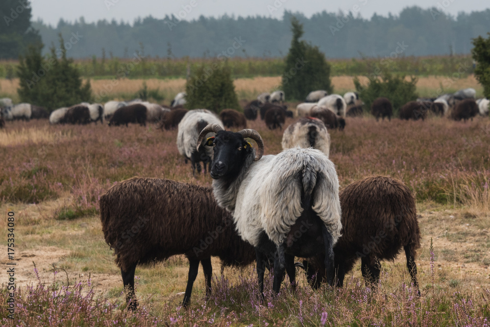 Obraz premium moorland sheep herd in the luneburg heather