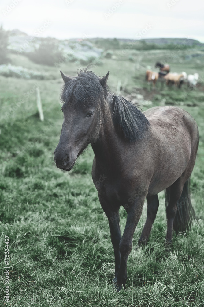 Travel to Iceland. horses is passionate in the field. Beautiful black horse looking at camera Travel to Iceland. horses is passionate in the field. Beautiful black horse looking at camera