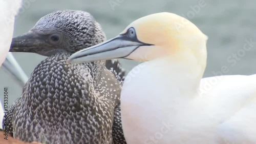Basstölpel auf Helgoland