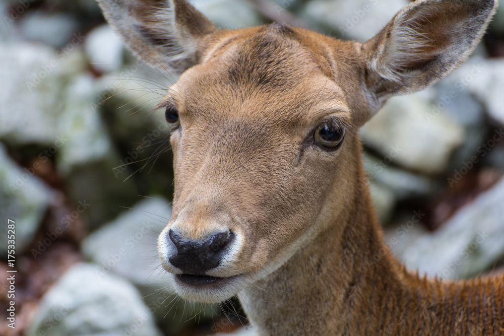 deer deer