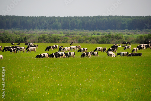 cows and grass