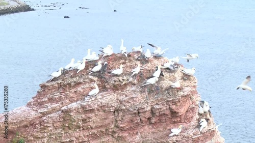 Basstölpel auf Helgoland