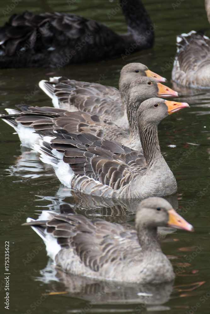 Fototapeta premium ducks