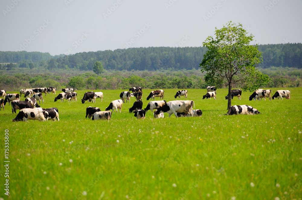 cows and grass