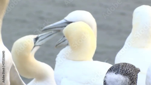 Basstölpel auf Helgoland
