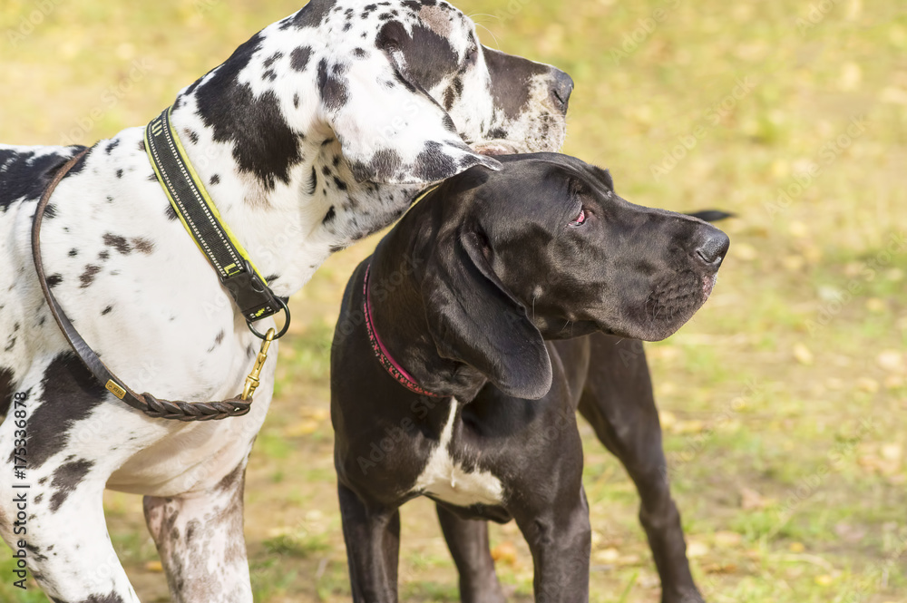 Hunting dog close-up