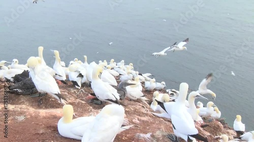 Basstölpel auf Helgoland