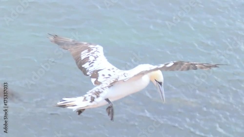 Basstölpel auf Helgoland