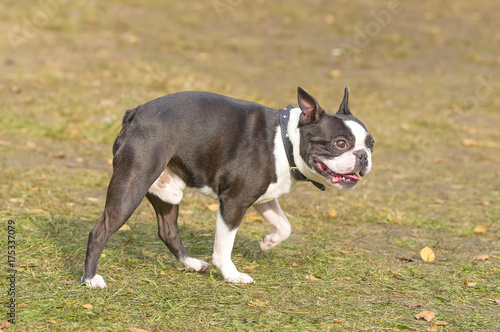 French Bulldog Close-up