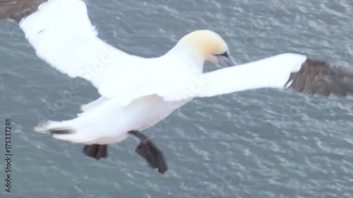 Basstölpel auf Helgoland