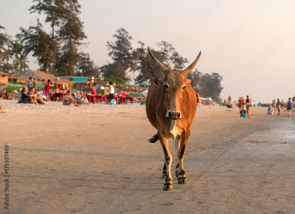 Cow walking on the beach in Goa. Cow walking on the beach in Goa.